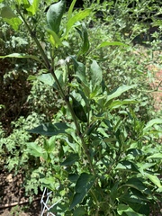 Capsicum annuum annuum