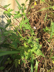 Geranium sibiricum