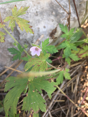 Geranium sibiricum