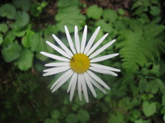 Leucanthemum rotundifolium