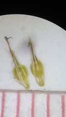 Rhynchospora chalarocephala