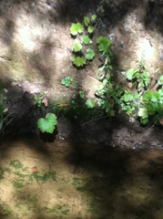 Boykinia occidentalis