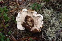 Phellodon fuligineoalbus