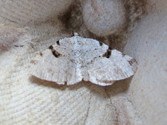 Macaria subcessaria