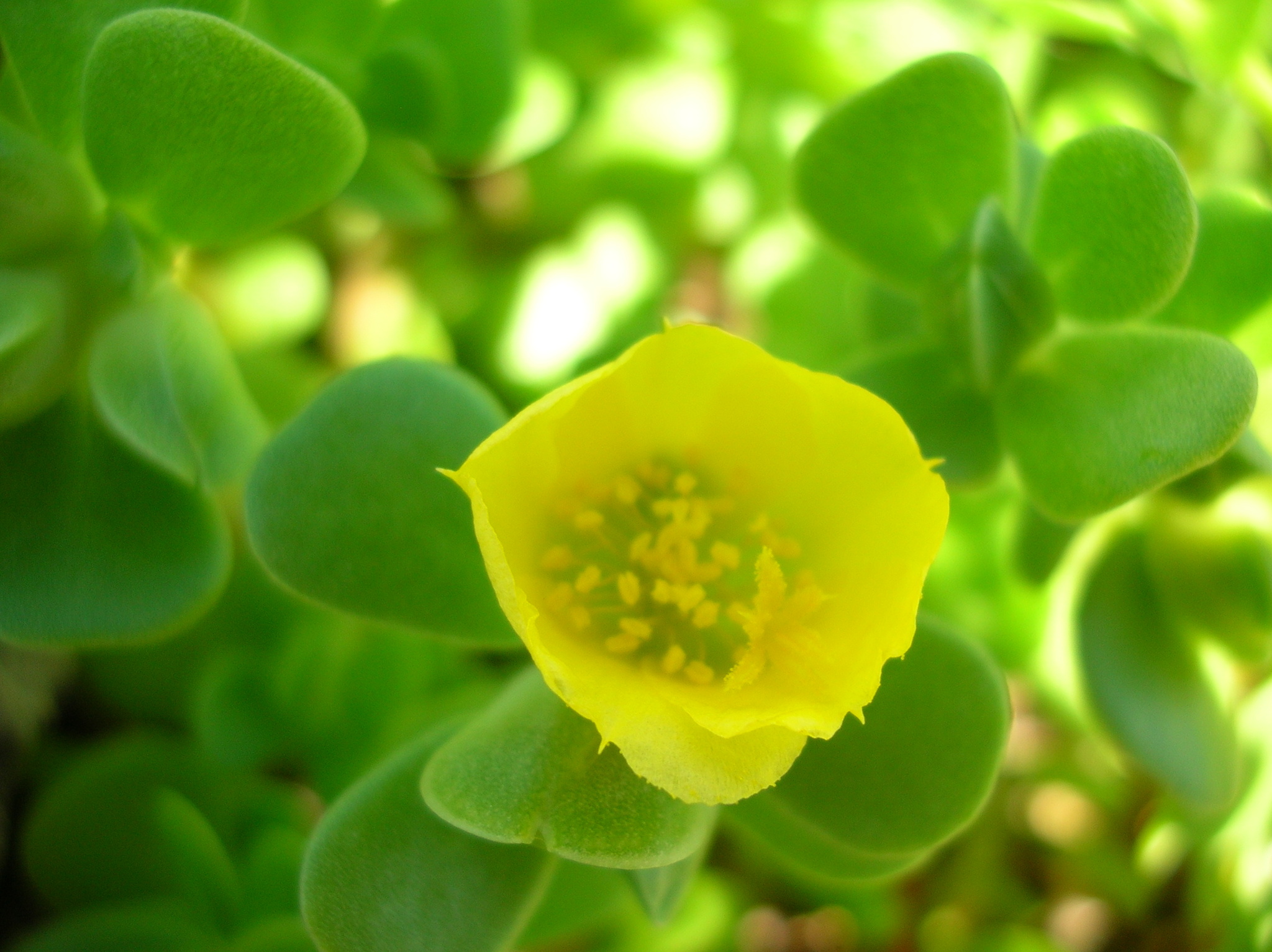 Portulaca lutea