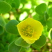 Portulaca lutea - Photo (c) Forest and Kim Starr，保留部份權利CC BY