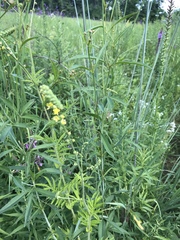 Agrimonia parviflora