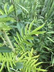 Agrimonia parviflora