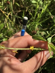 Agrimonia parviflora