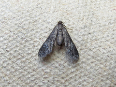 Elophila tinealis