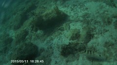 Epinephelus striatus