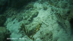 Epinephelus striatus