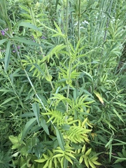 Agrimonia parviflora