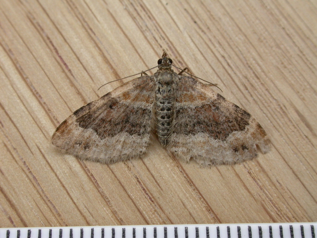 Dark-barred Twin-spot Carpet