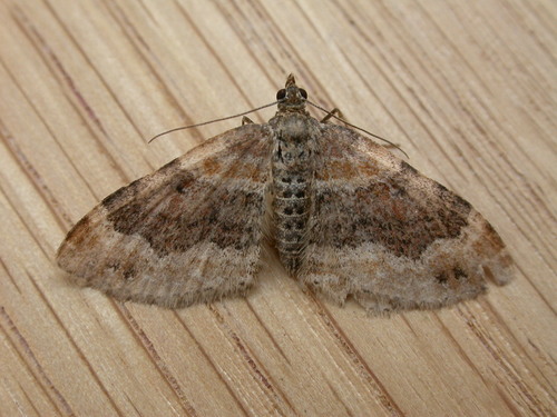 Dark-barred Twin-spot Carpet