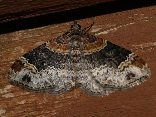 Dark-barred Twin-spot Carpet