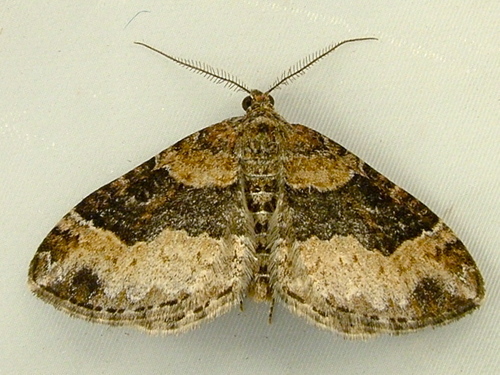 Dark-barred Twin-spot Carpet
