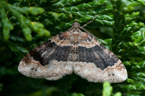 Dark-barred Twin-spot Carpet