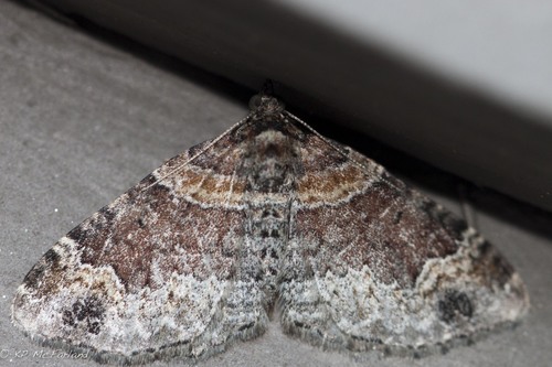 Dark-barred Twin-spot Carpet