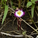 Christisonia tubulosa - Photo 由 P Jeganathan 所上傳的 (c) P Jeganathan，保留部份權利CC BY