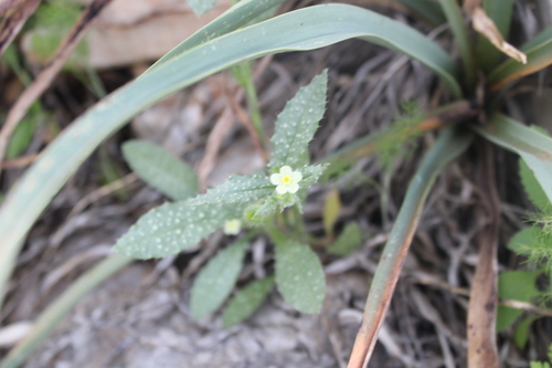 Image of Anchusa aegyptiaca by (c) yelena_antipova, some rights reserved (CC BY)