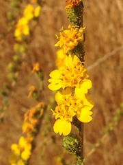 Holocarpha virgata virgata