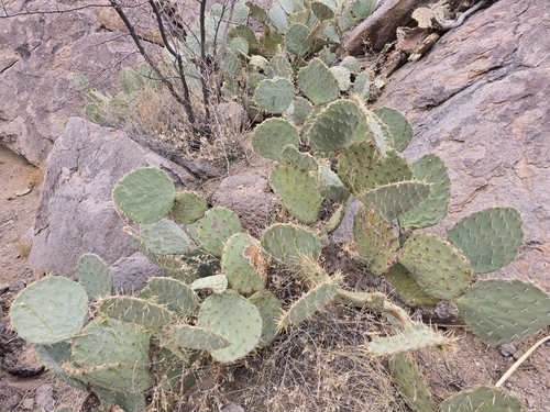 Image of Opuntia orbiculata by no rights reserved