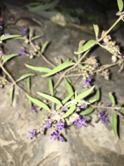 Trichostema laxum