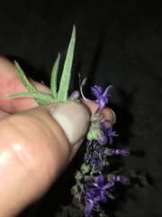 Trichostema laxum