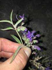 Trichostema laxum