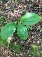 Melanthiaceae