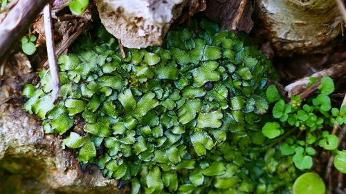 Image of Targionia hypophylla by no rights reserved