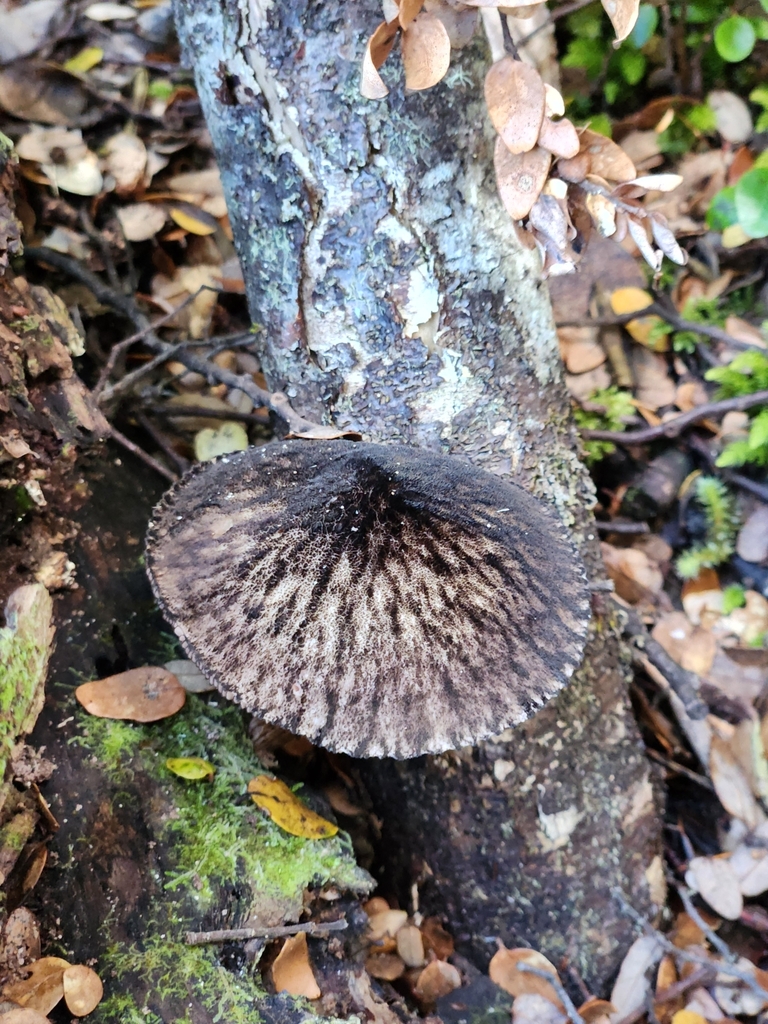 Pluteus perroseus · March 2025 · photo: © squidney8 (iNaturalist, cc0)