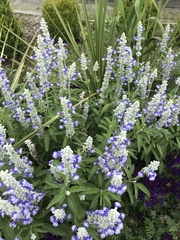 Salvia farinacea