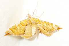 Eulithis molliculata