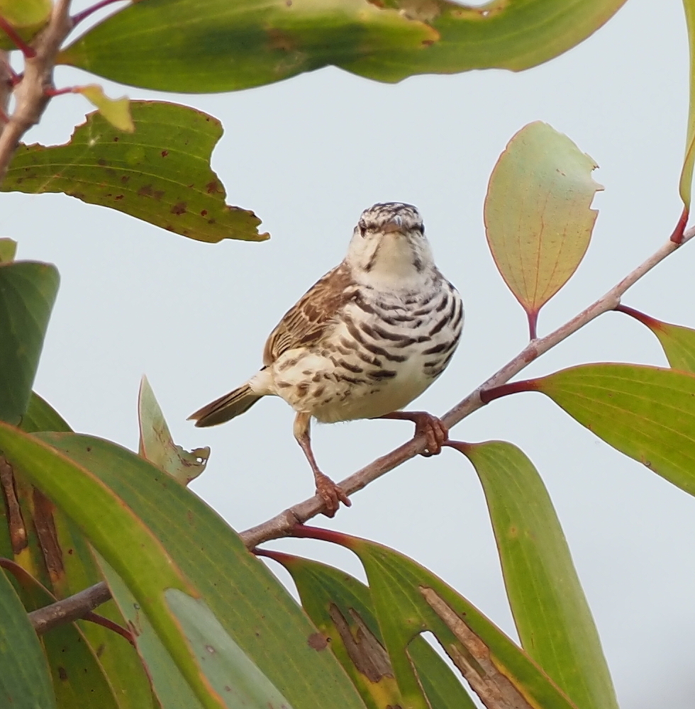 Bar-breasted Honeyeater (Ramsayornis fasciatus), photo 1