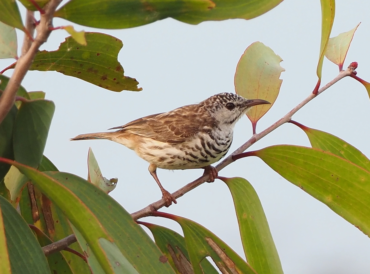Bar-breasted Honeyeater (Ramsayornis fasciatus), photo 2