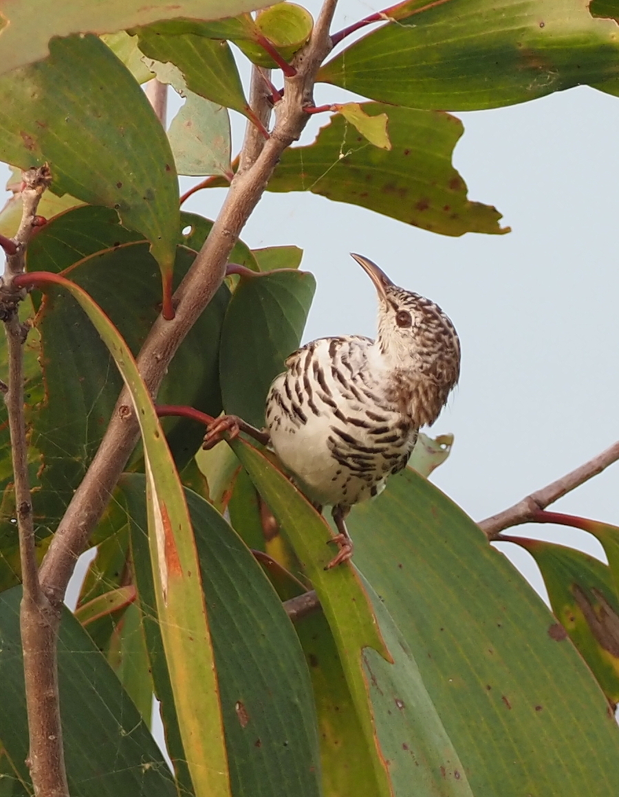 Bar-breasted Honeyeater (Ramsayornis fasciatus), photo 3