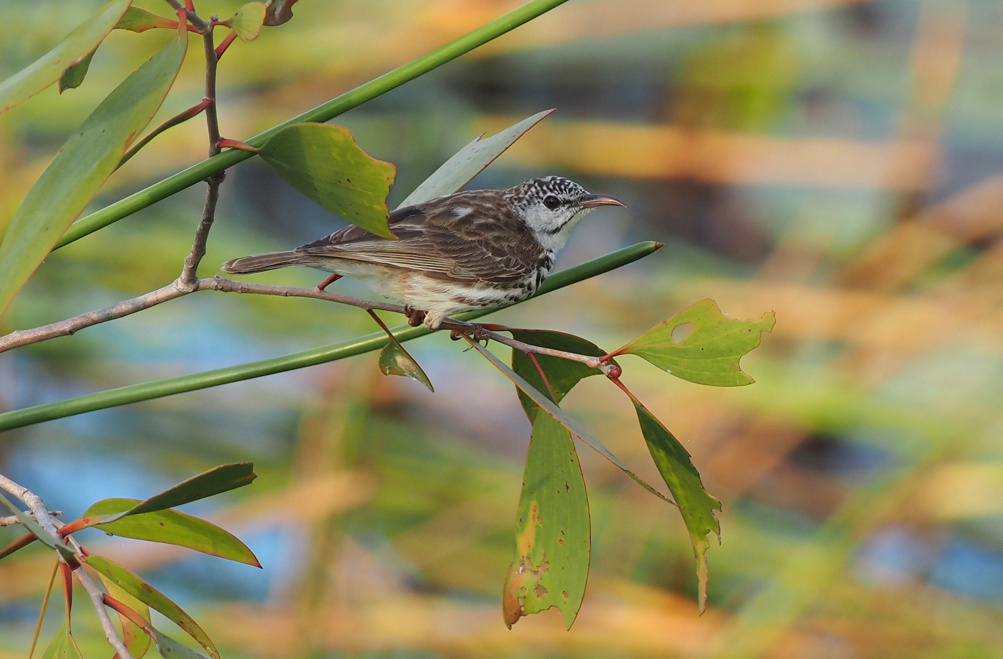 Bar-breasted Honeyeater (Ramsayornis fasciatus), photo 4