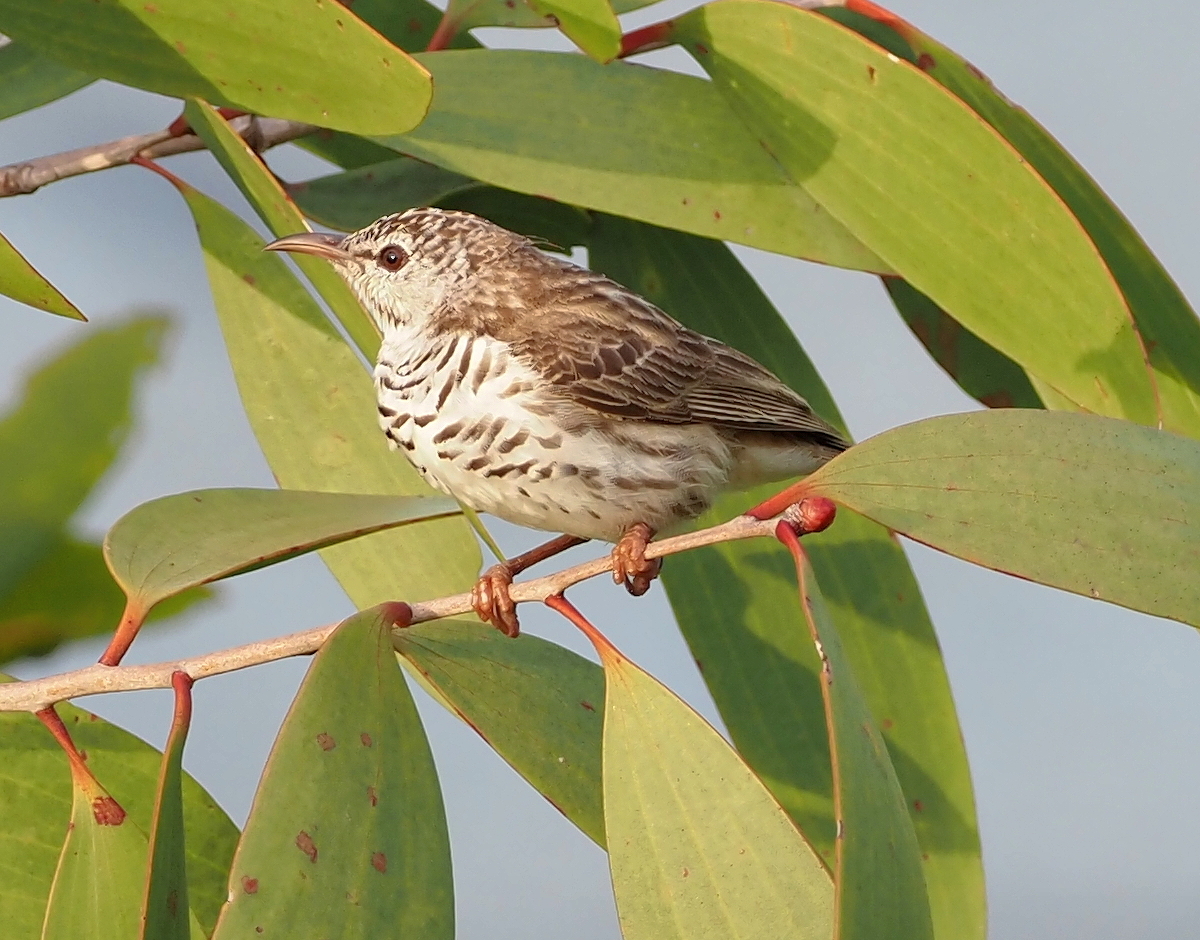 Bar-breasted Honeyeater (Ramsayornis fasciatus), photo 5