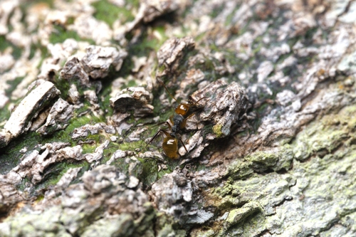 Camponotus callistusCamponotus callistus