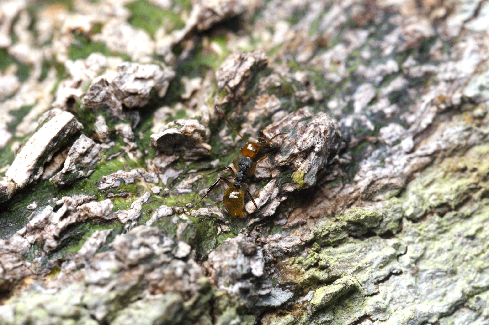Camponotus callistus