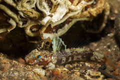 Diminutive Goby photo 3