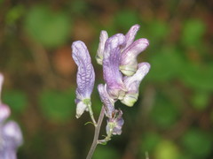 Aconitum moldavicum