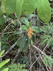 Palicourea triphylla