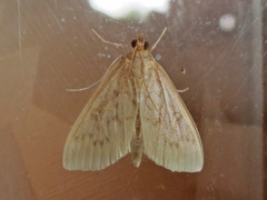 Ostrinia nubilalis