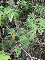 Palicourea triphylla