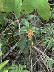 Palicourea triphylla