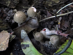 Melanophyllum haematospermum