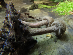 Melanophyllum haematospermum